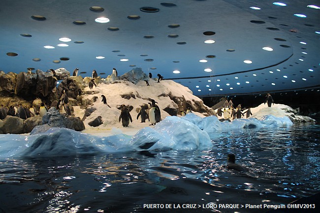 LORO PARQUE 2013 > 05_Planet Penguin > Eishalle der Pinguine