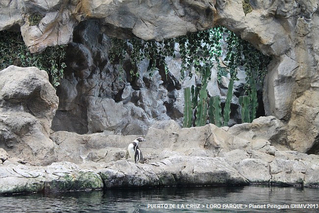 LORO PARQUE 2013 > 05_Planet Penguin > 1. Becken mit Pinguin