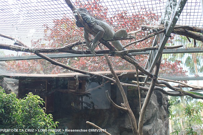 LORO PARQUE 2013 > 32_Riesenechse