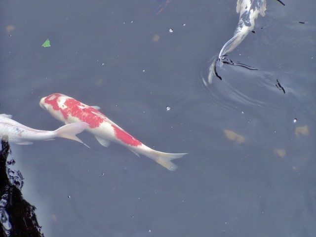 LORO PARQUE > 03_Eingangsbereich > Koi-Karpfen