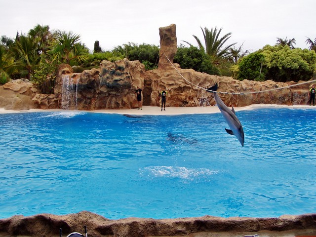 LORO PARQUE > 29_Delphinshow