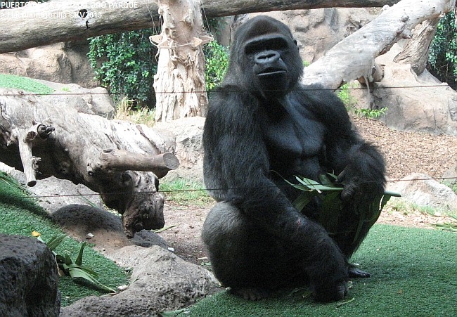 LORO PARQUE 2013 > 04_Flachlandgorilla_IMG_0698a