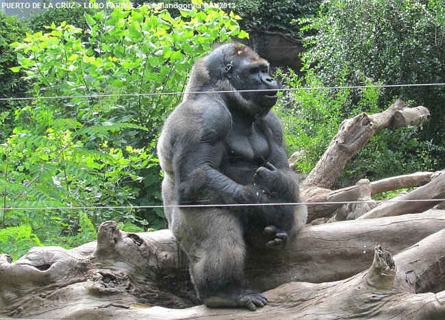 LORO PARQUE 2013 > 04_Flachlandgorilla