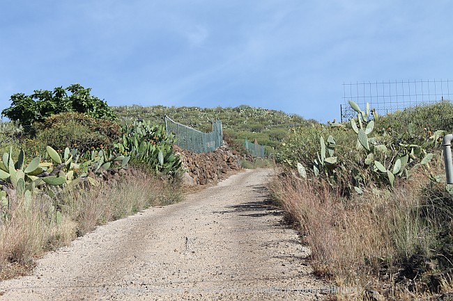 TF-64 zwischen San Isidro und Granadilla de Abona > Kakteen