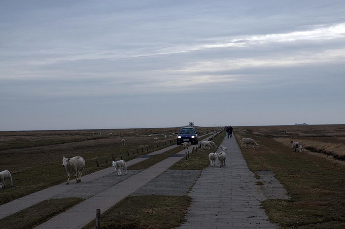 Hamburger Hallig 5