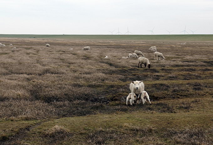 Hamburger Hallig