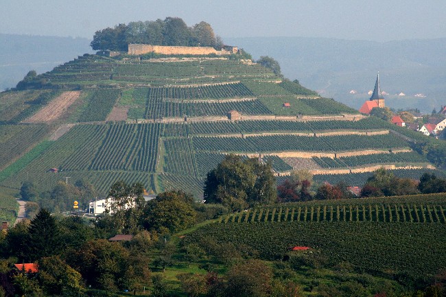 WEINBERG > Burgruine Weibertreu