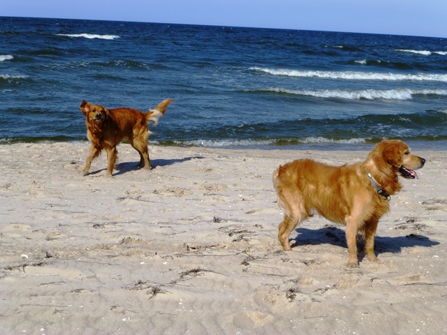 Insel Usedom > Am Hundestrand bei Trassenheide 3