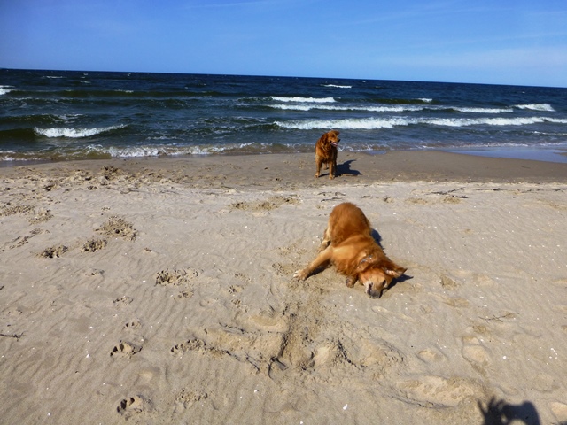 Insel Usedom > Am Hundestrand bei Trassenheide