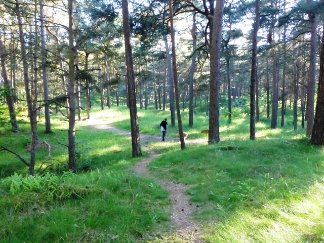 Usedom > Wald vor den Dünen bei Trassenheide und Strand