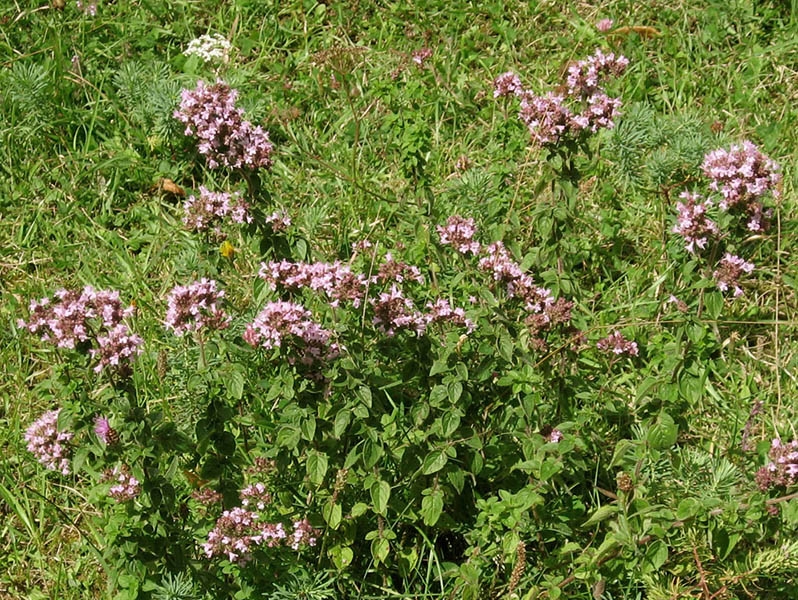 1g Wacholderheide