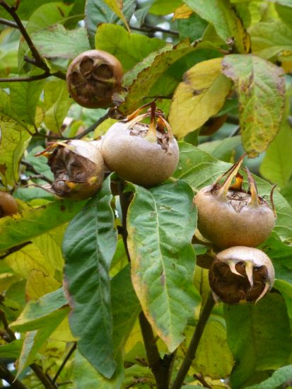 D:BW>Heidelberg>Stückgarten>Frucht2