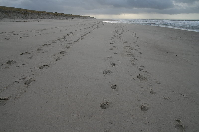 Hörnum Weststrand (7)