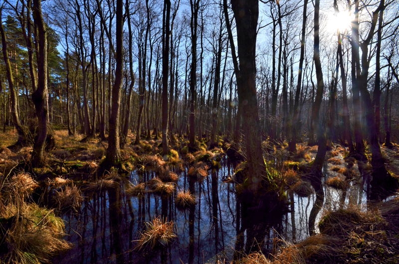 Fischland DSC_6358