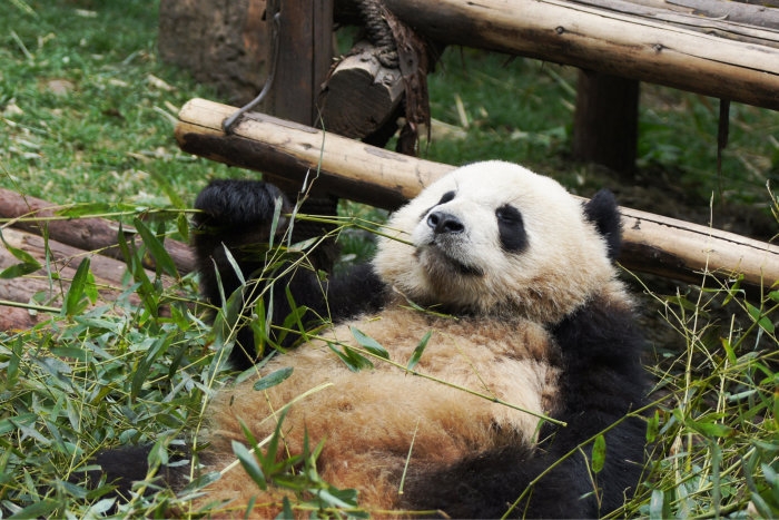 Panda1-21