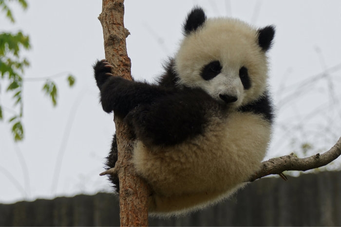 Panda1-32