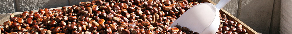 Maronen im Herbst