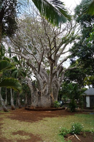 MS:Botanischer Garten>Baum1