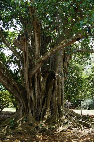 MS:Botanischer Garten>Baum2