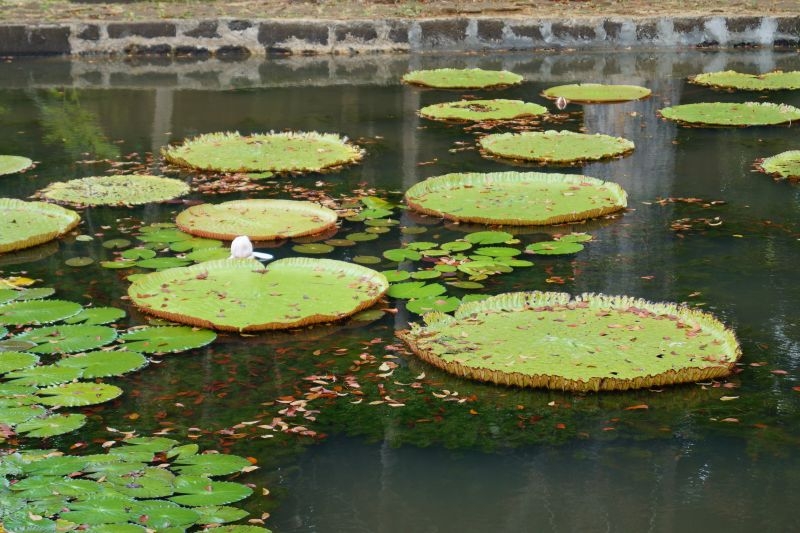 MS:Botanischer Garten>Wasserlilien1