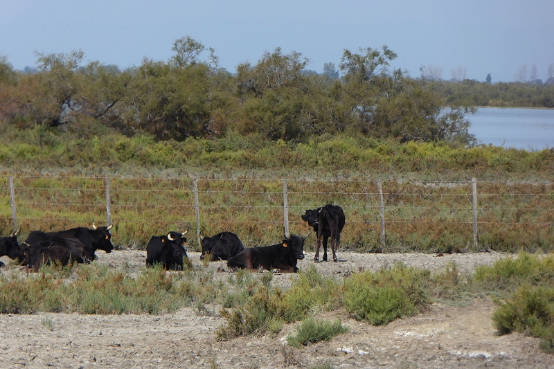 05 8 Camargue 087