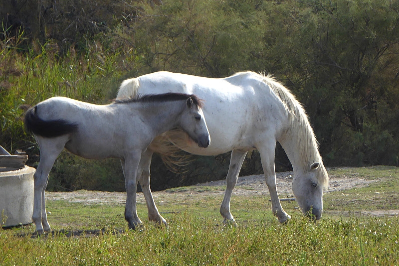 09 8 Camargue   027