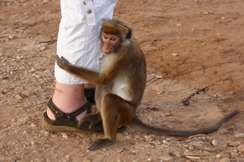 Udawalawe Nationalpark > Ceylon-Hutaffe