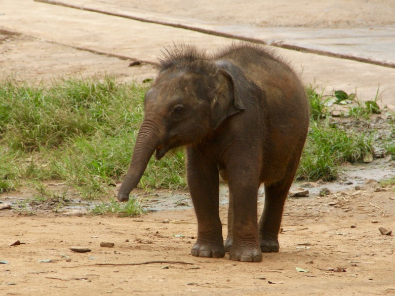 Udawalawe Nationalpark > Elephant-Transit-Home