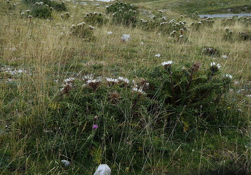 Gran Sasso (22)