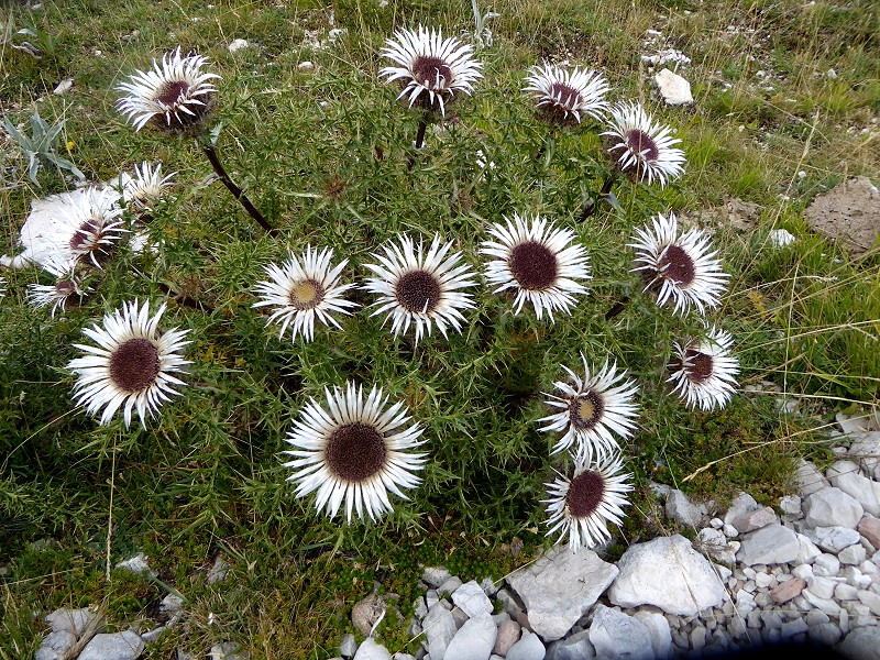 Gran Sasso (23)