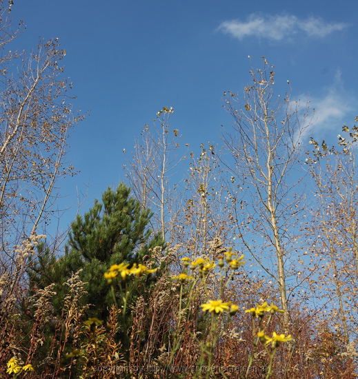 Landschaftspark Hoheward Recklinghausen 16