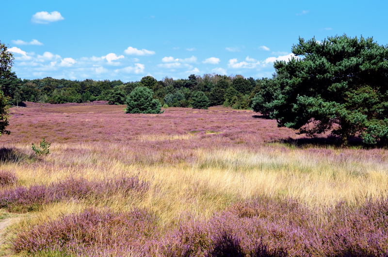 Westruper Heide DSC_7869