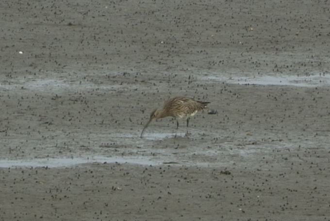 2011 Ostfriesland 4