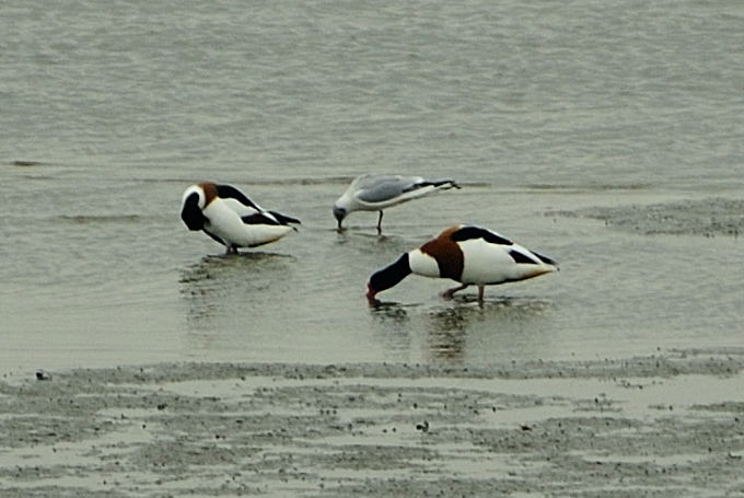2011a Ostfriesland 2