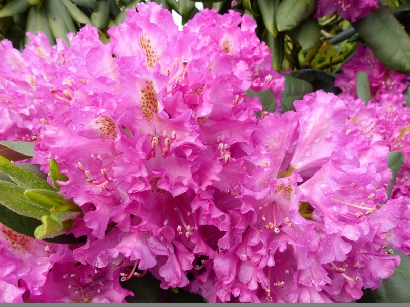 Rhodo12