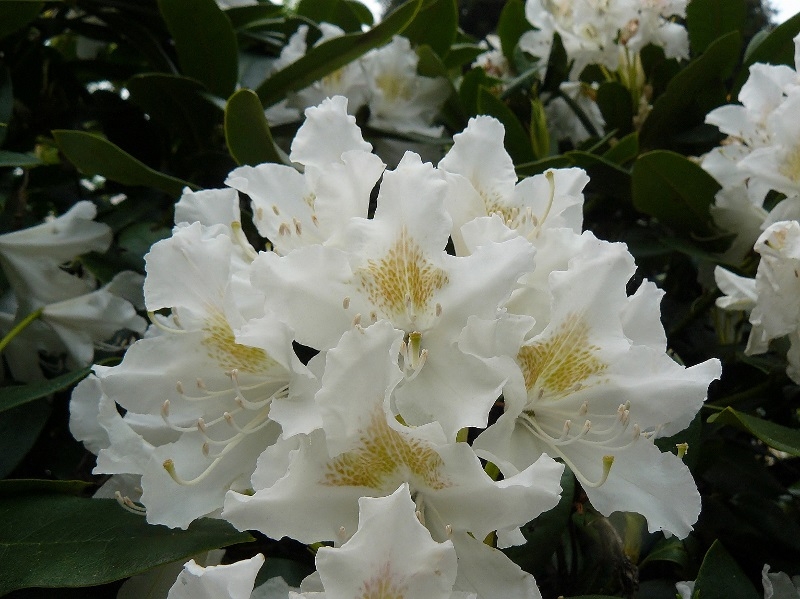 Rhodo1a