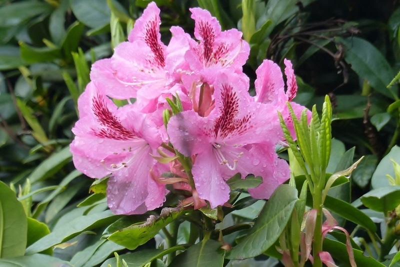 Rhodo2