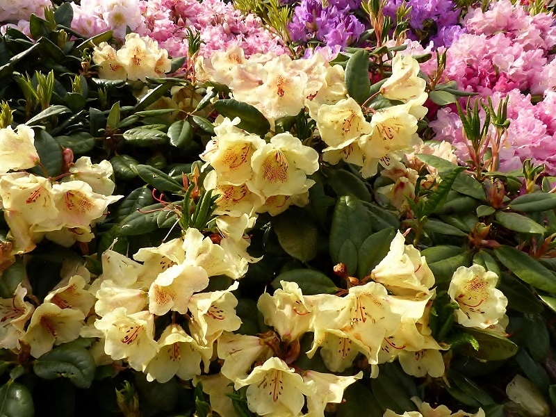 Rhodo5