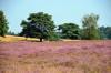 Westruper Heide DSC_4194 Westruper Heide DSC_4194