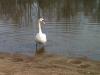 VÖGEL > Schwan in der Dübener Heide