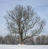 BAUM > Im Winter beim Schloss Solitude