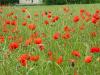 Mohn im Rapsfeld