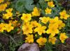 Frühling im Gebirge: Sumpfdotterblume