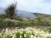 Pointe du Raz (8)